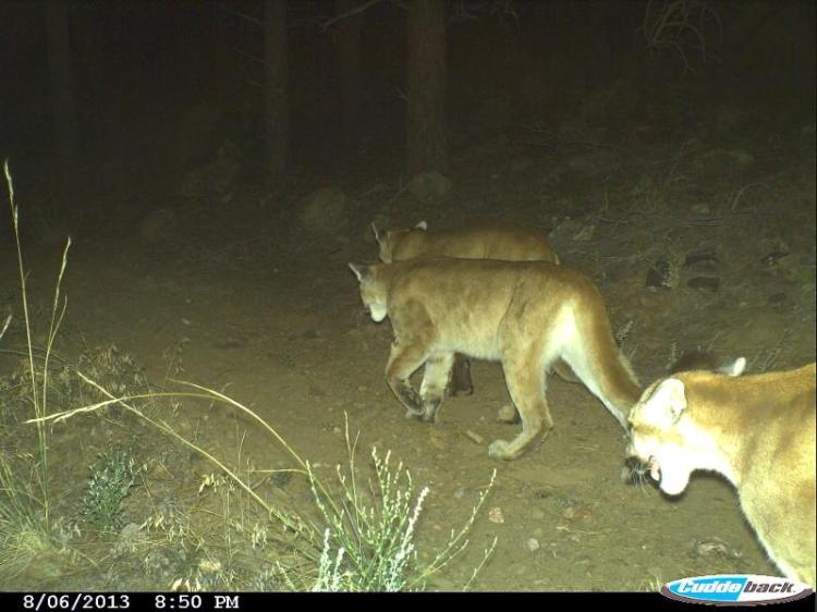 Group of mountain lions